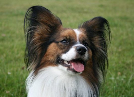 Papillon, Hund der Rasse Papillon