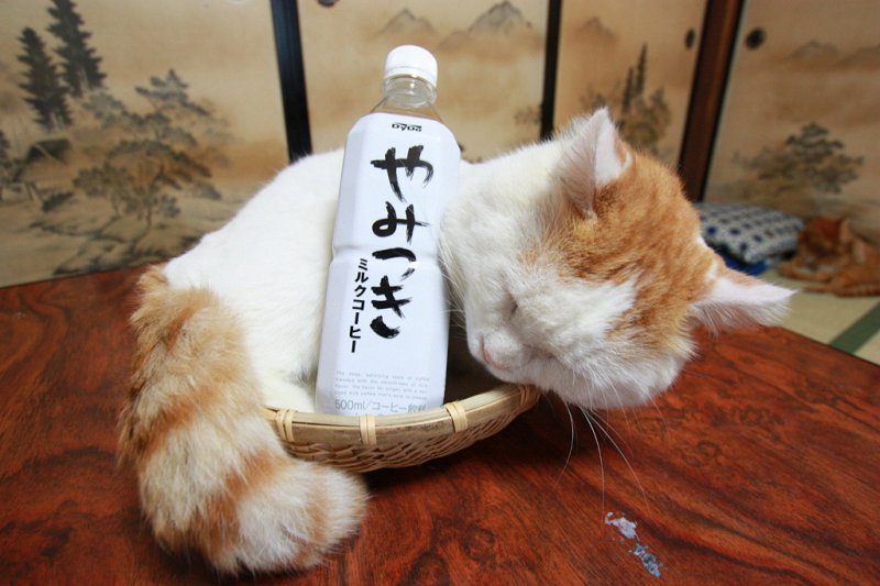 gato en Japón