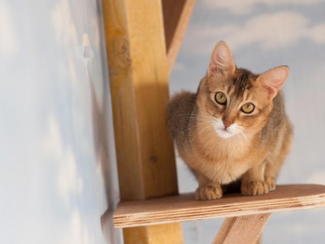 apariencia de los gatos de la raza Chauzi