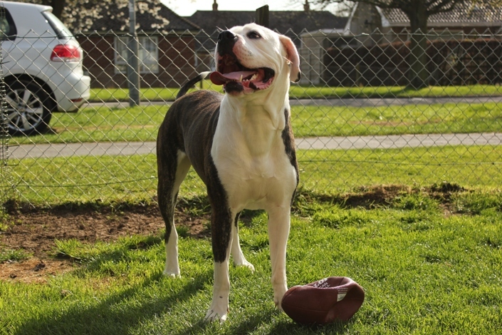 Bulldog americano jugando