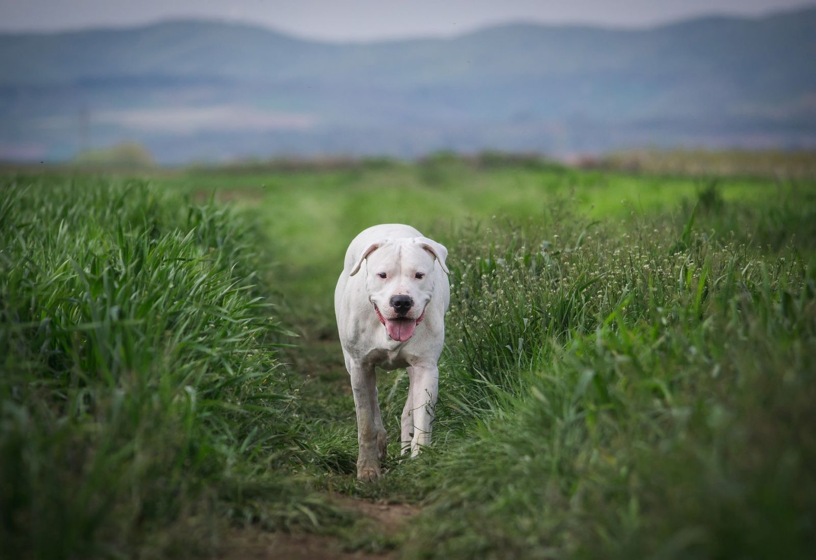 Dogo argentino (foto)