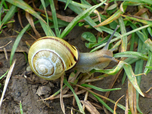 Hospedador intermediario: el caracol