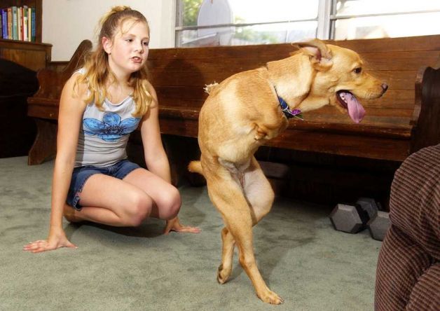 dos patas, perro, milagro, historia interesante