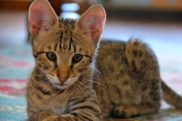 Savannah