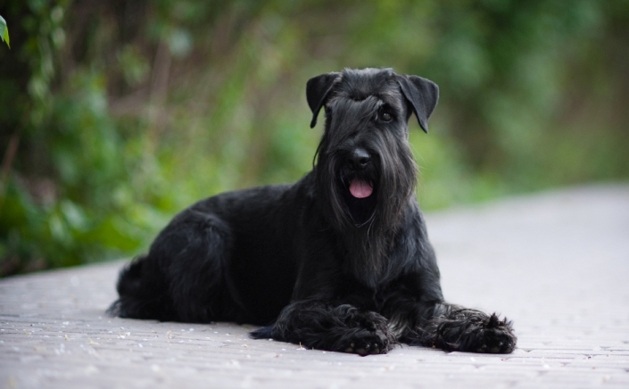 perros de raza schnauzer mediano