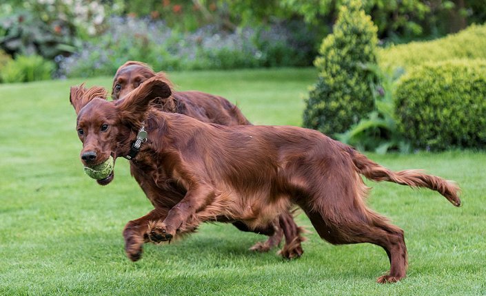 Entrenamiento con el setter irlandés