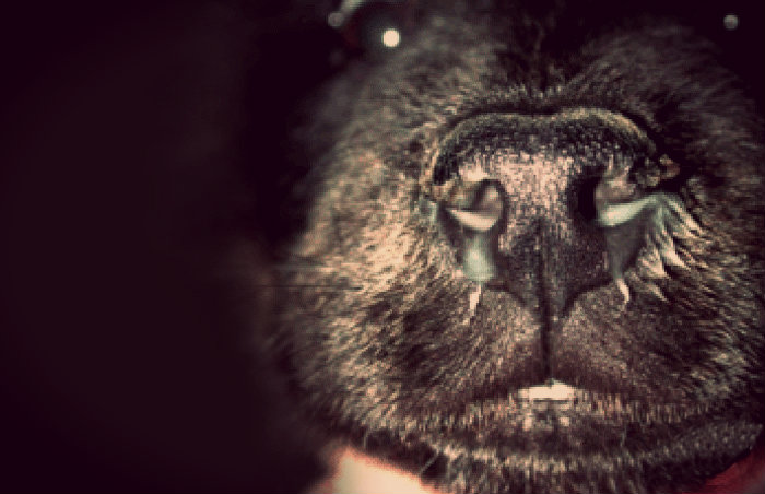 rinitis purulenta en perros