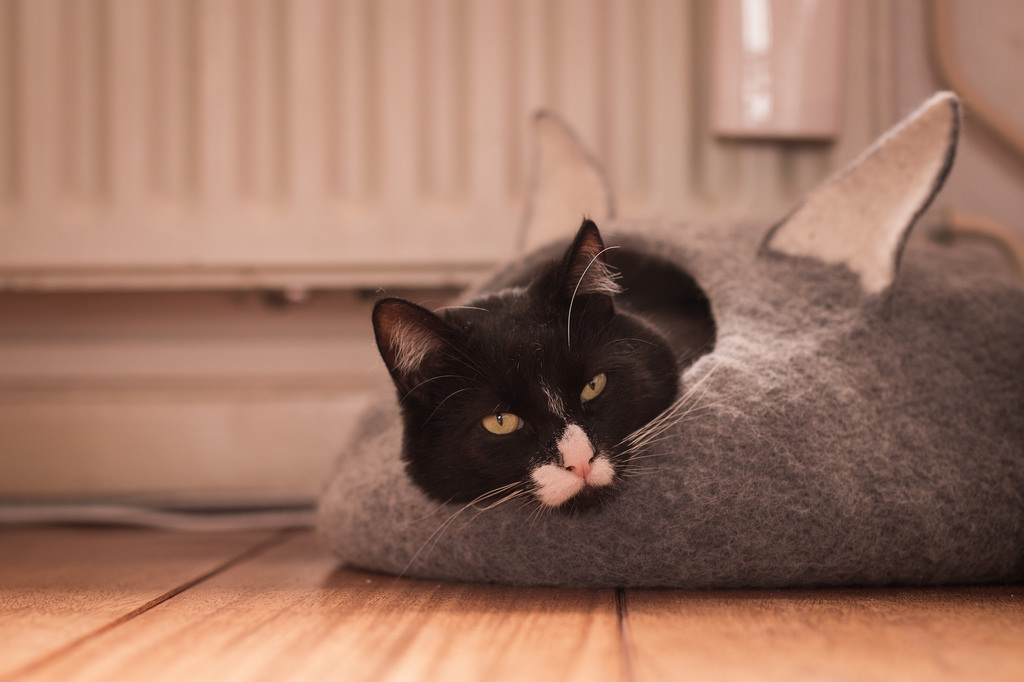 Gato tumbado en una casita de fieltro
