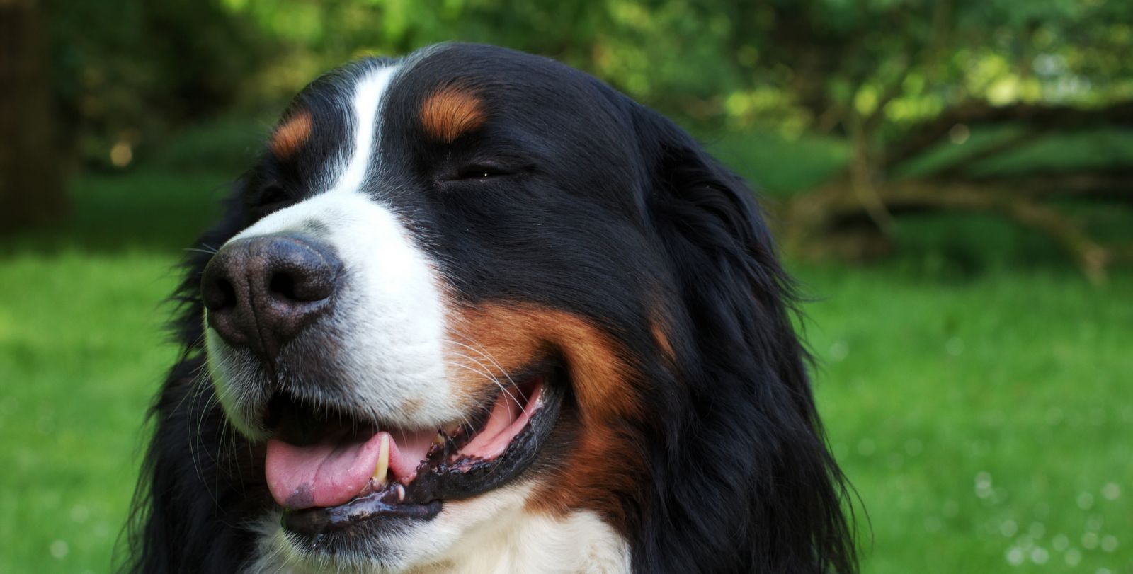 Boyero de Berna (Perro de montaña de Berna)