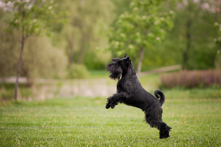 ejercicio físico del schnauzer mediano