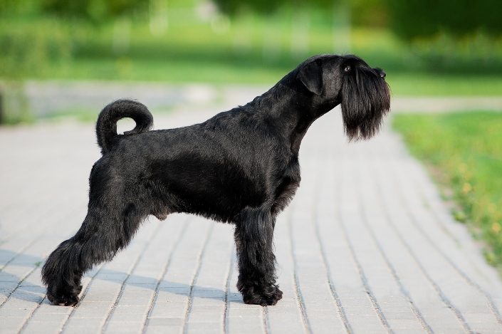 Apariencia y estándar del schnauzer mediano