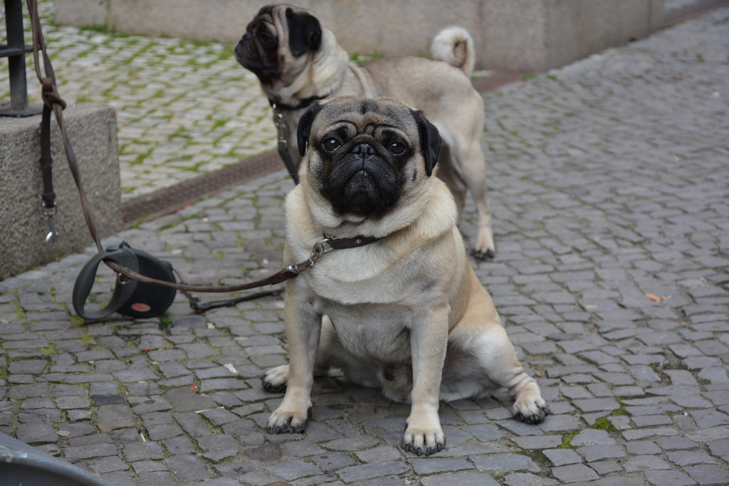 dos pugs