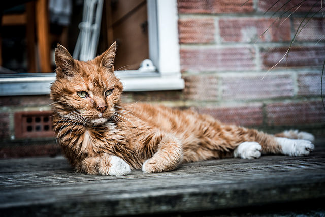Alte Katzen benötigen Pflege