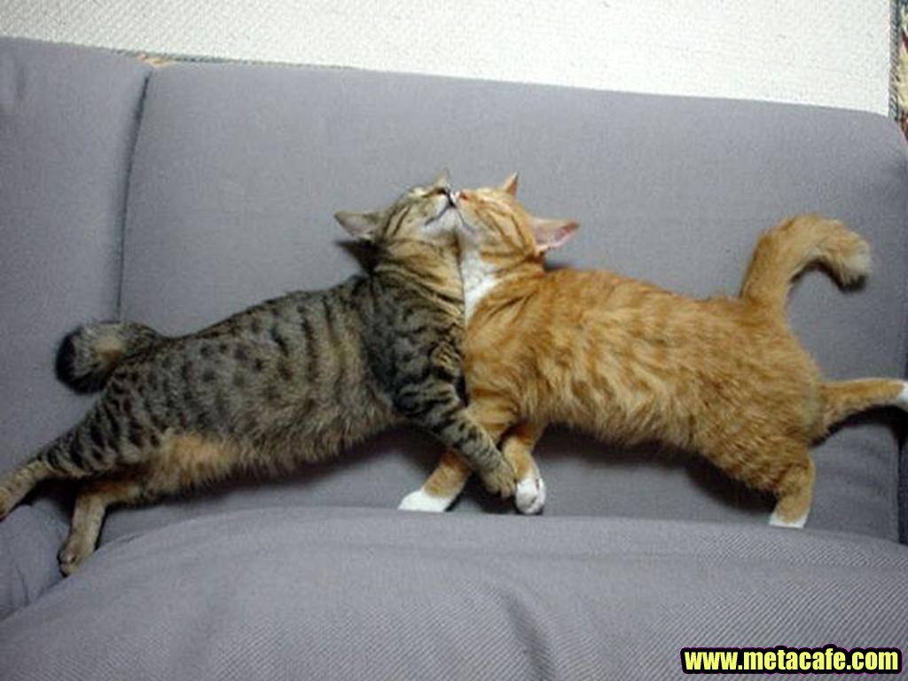 Gato y gata tumbados en el sofá