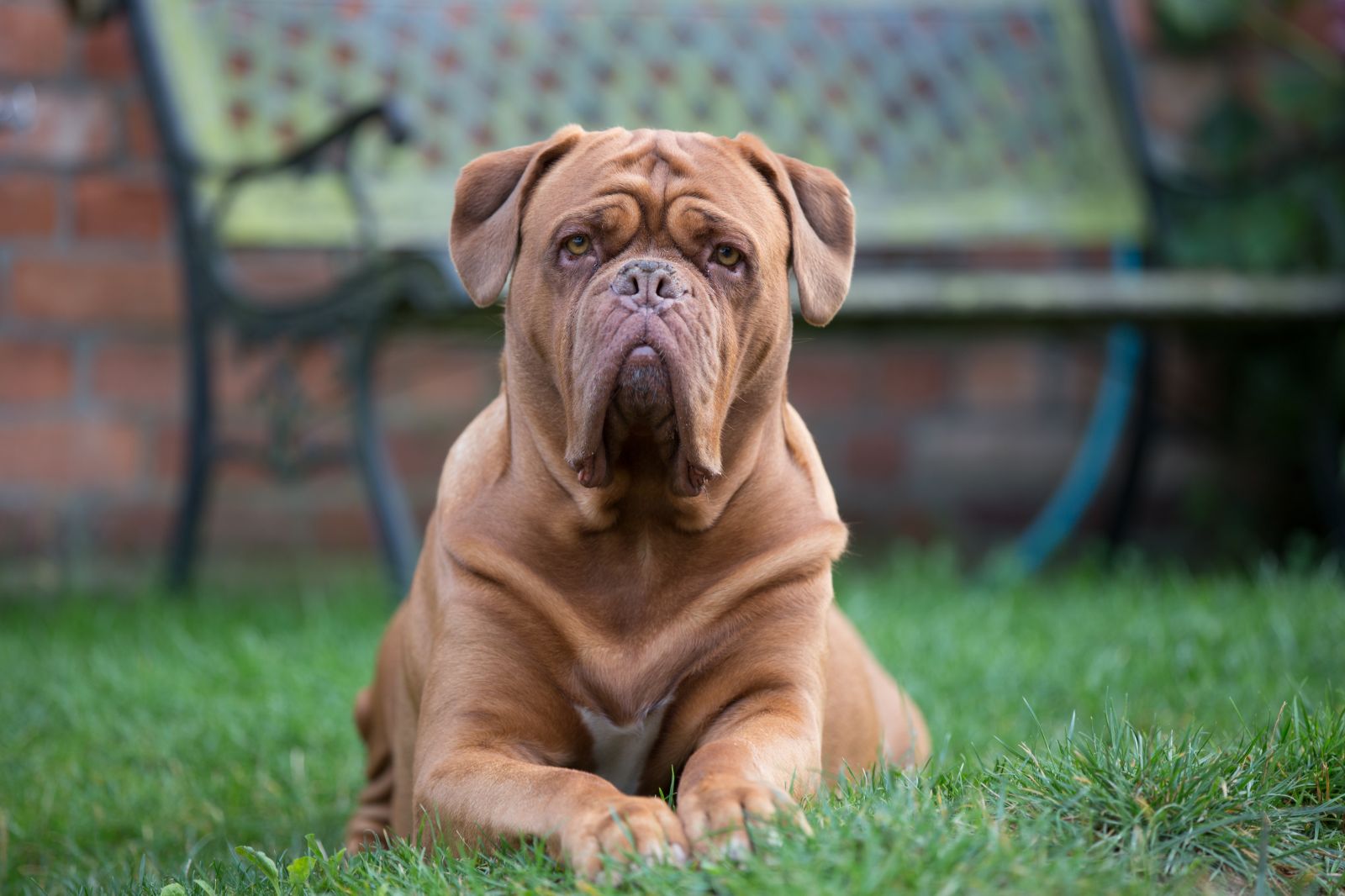 foto de dogo de Burdeos