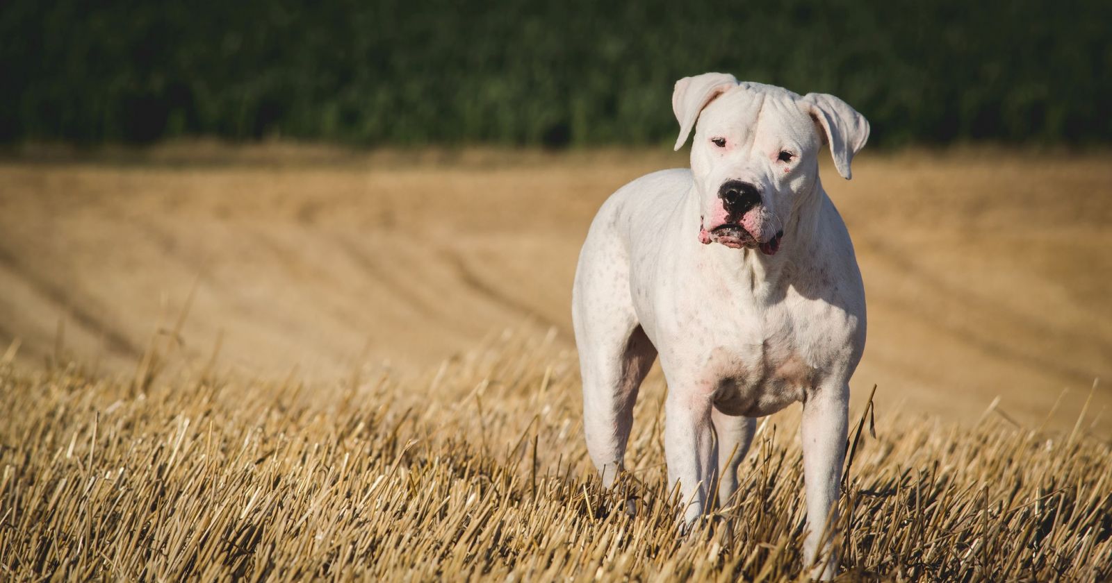 Dogo argentino (mastín)