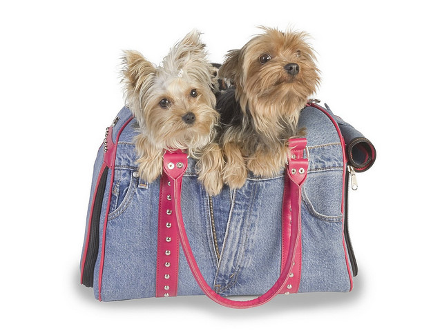 Bolsos para perros pequeños