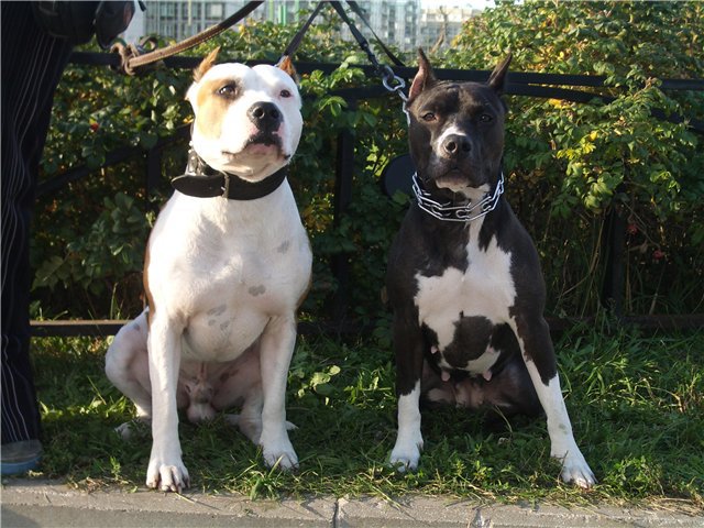 Raza de perro Pitbull Terrier
