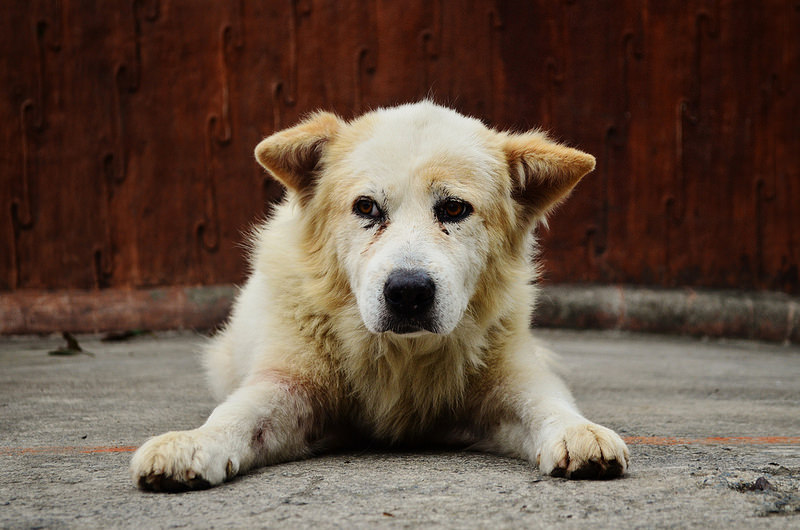 Perro encontrado