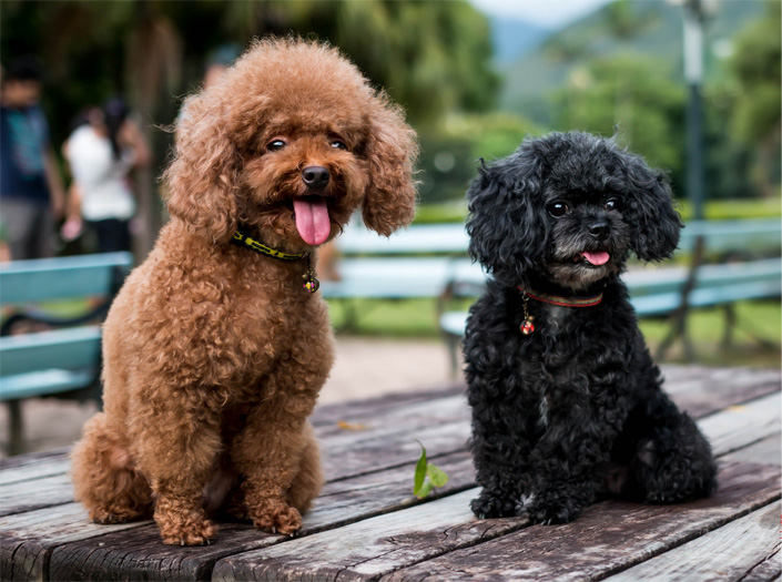 Dos toy poodles sentados en un estrado