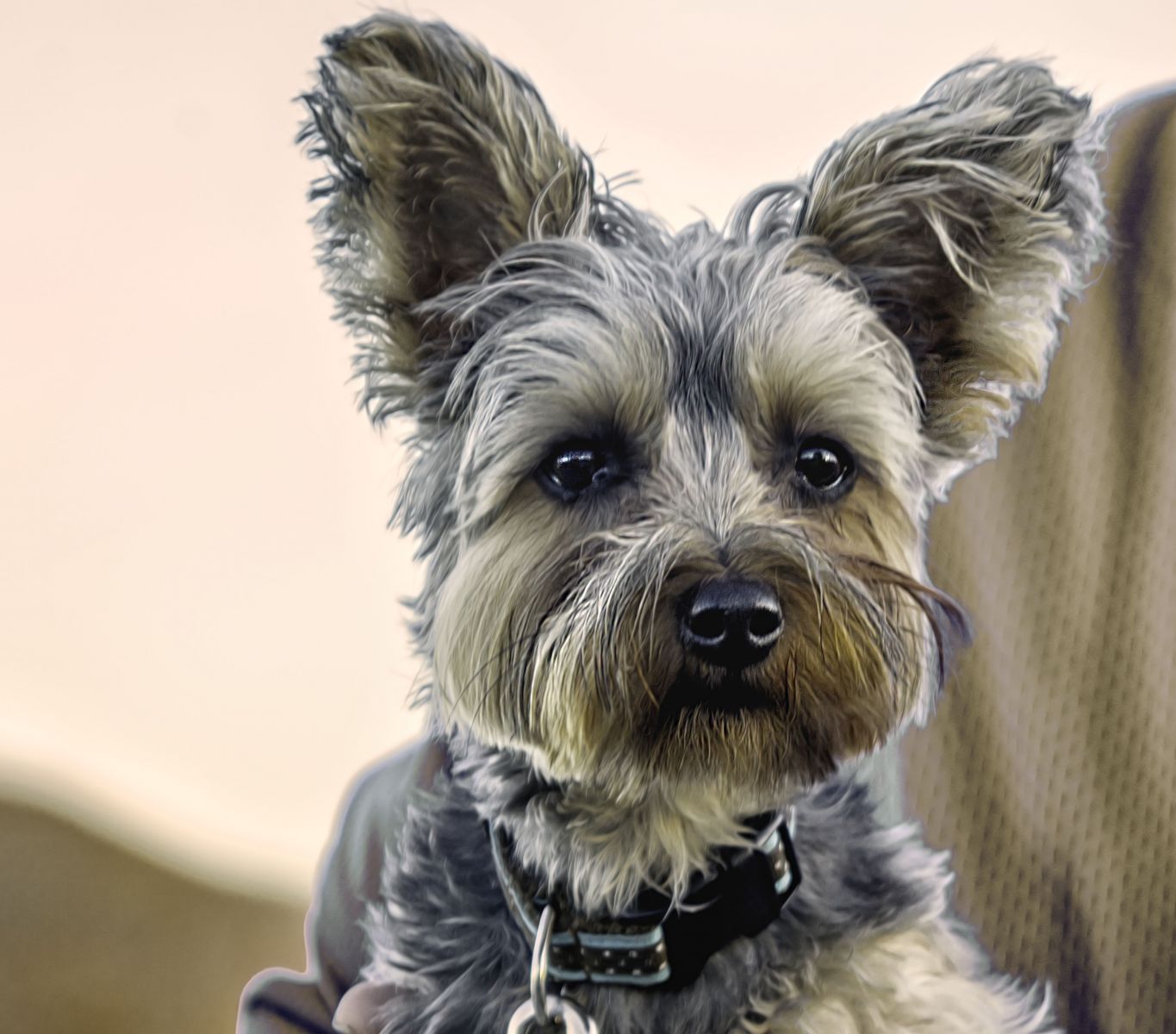 corte de pelo para perros