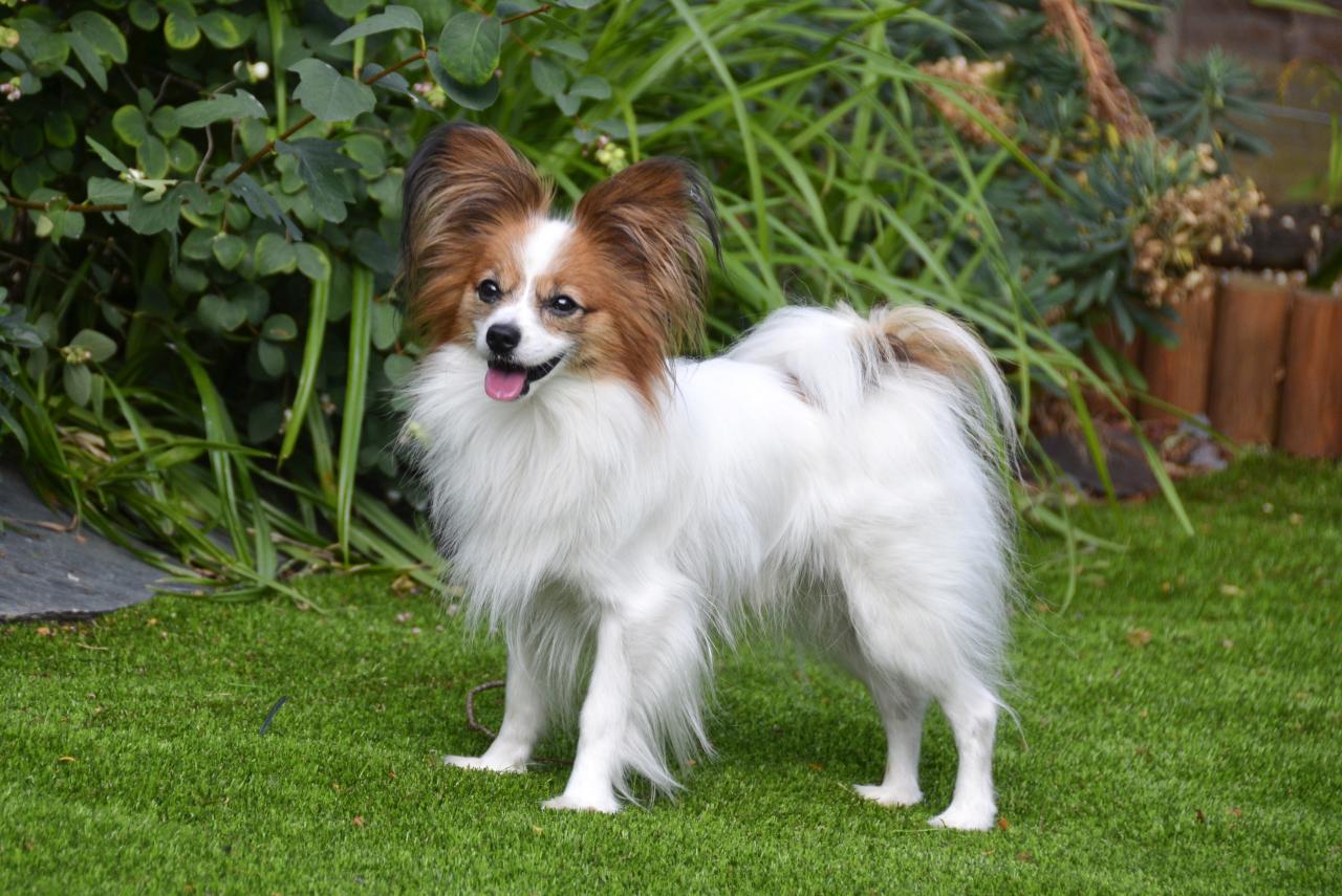 Papillón o Toy Spaniel