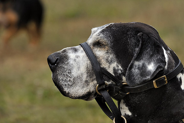 Perro asegurado