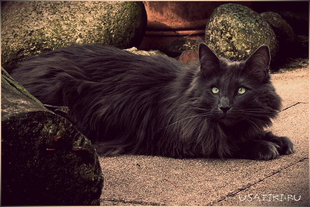Cistitis en el gato