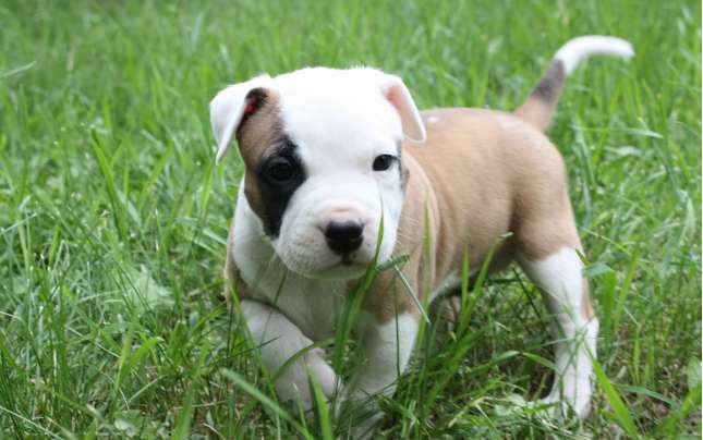 foto de un cachorro de American Pit Bull Terrier