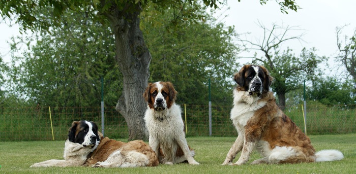 Perros de guardia de Moscú