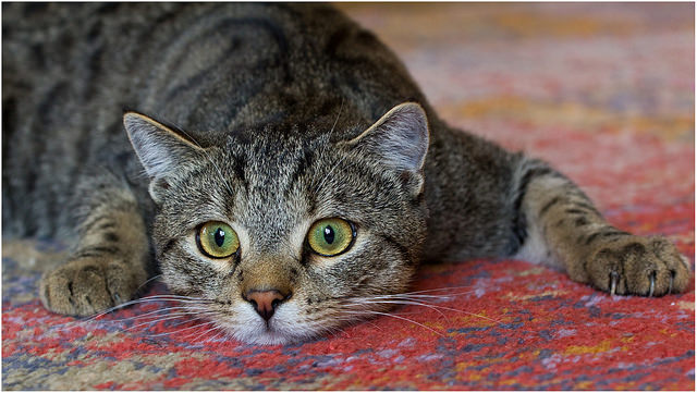 El gato con cirrosis hepática está muy apático