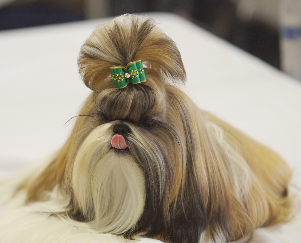 peinado Shih Tzu