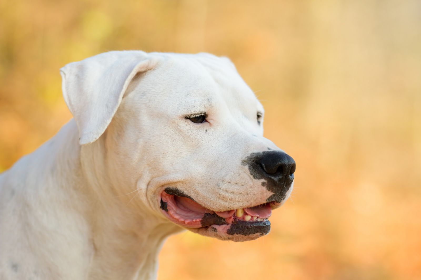Mantenimiento del dogo argentino