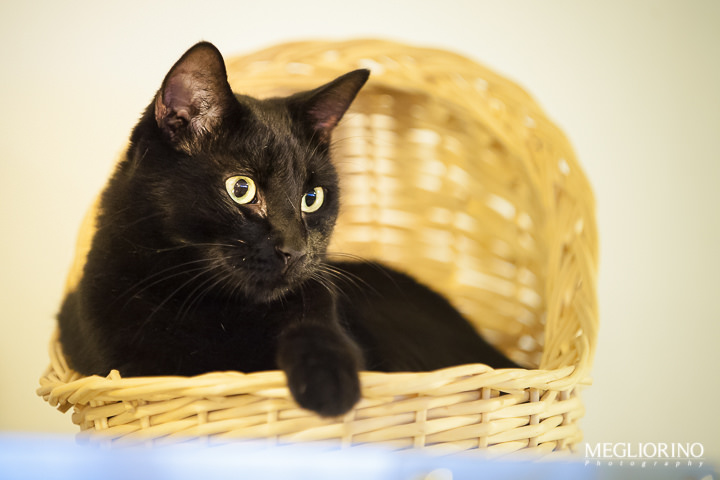 Gato negro en una cama