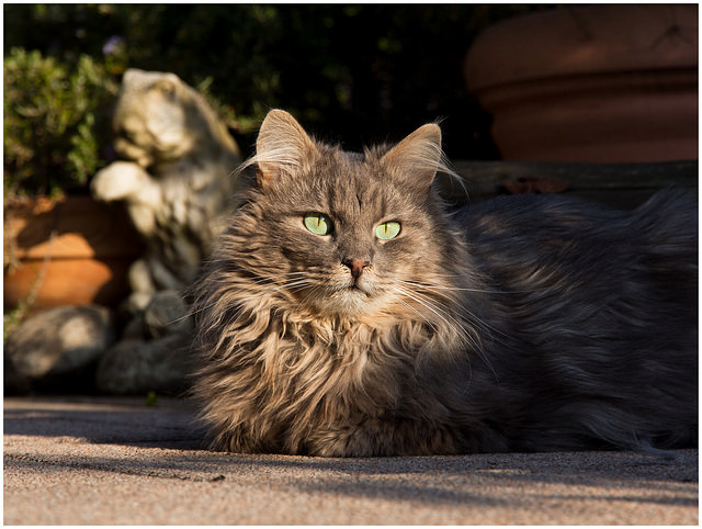 síntomas de pancreatitis en el gato