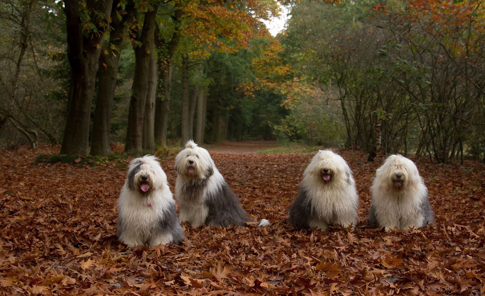 Bobtails