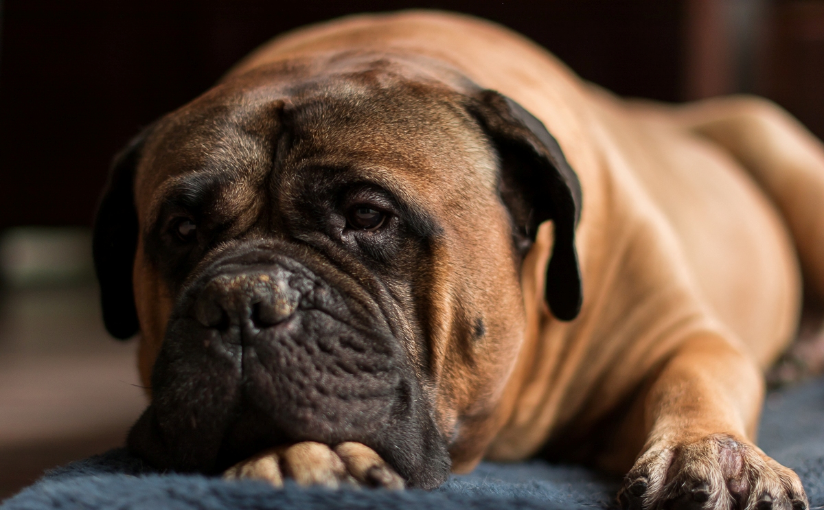 Bullmastiff descansando