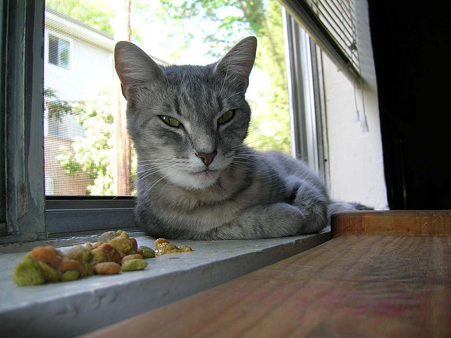 Vómito de comida no digerida en el gato