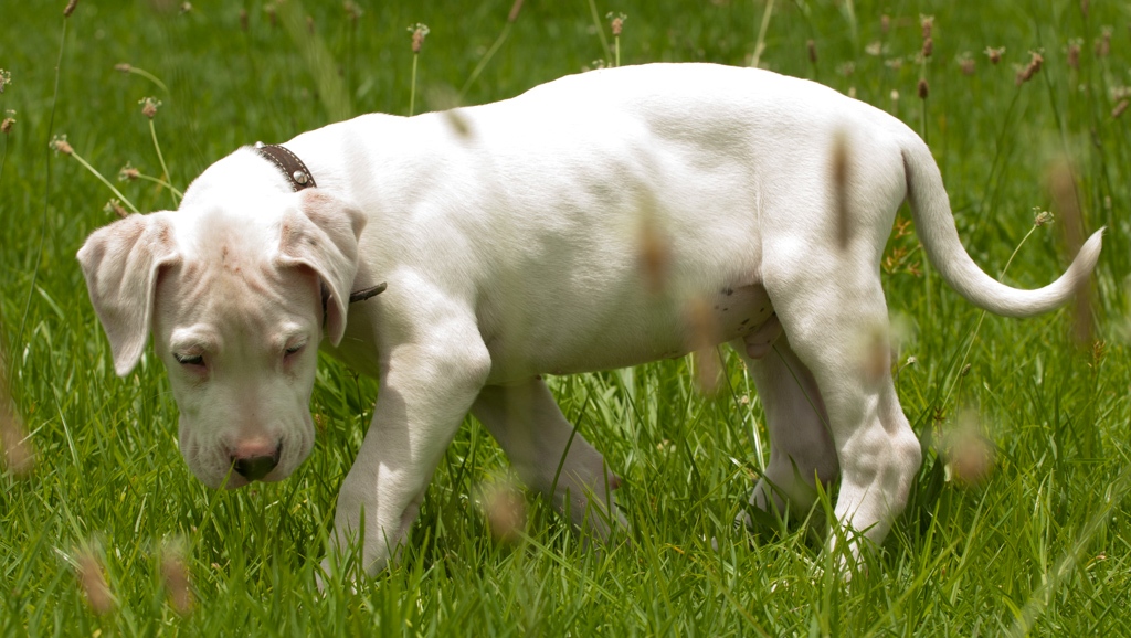 Cachorro de dogo argentino