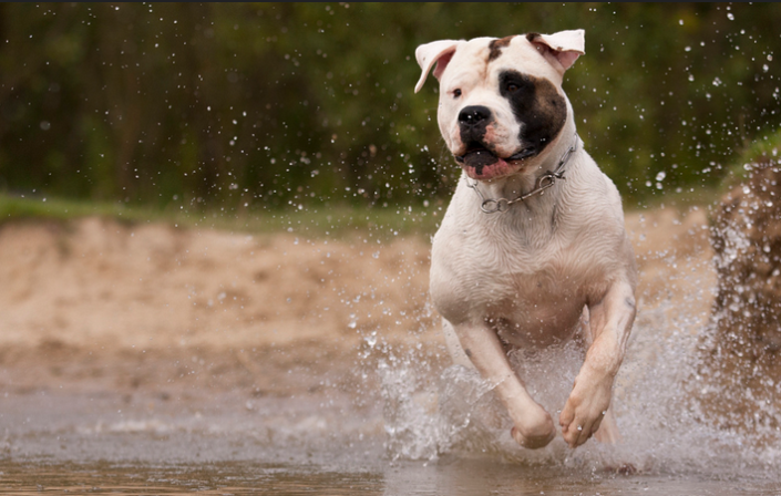 Ejercicio del bulldog americano