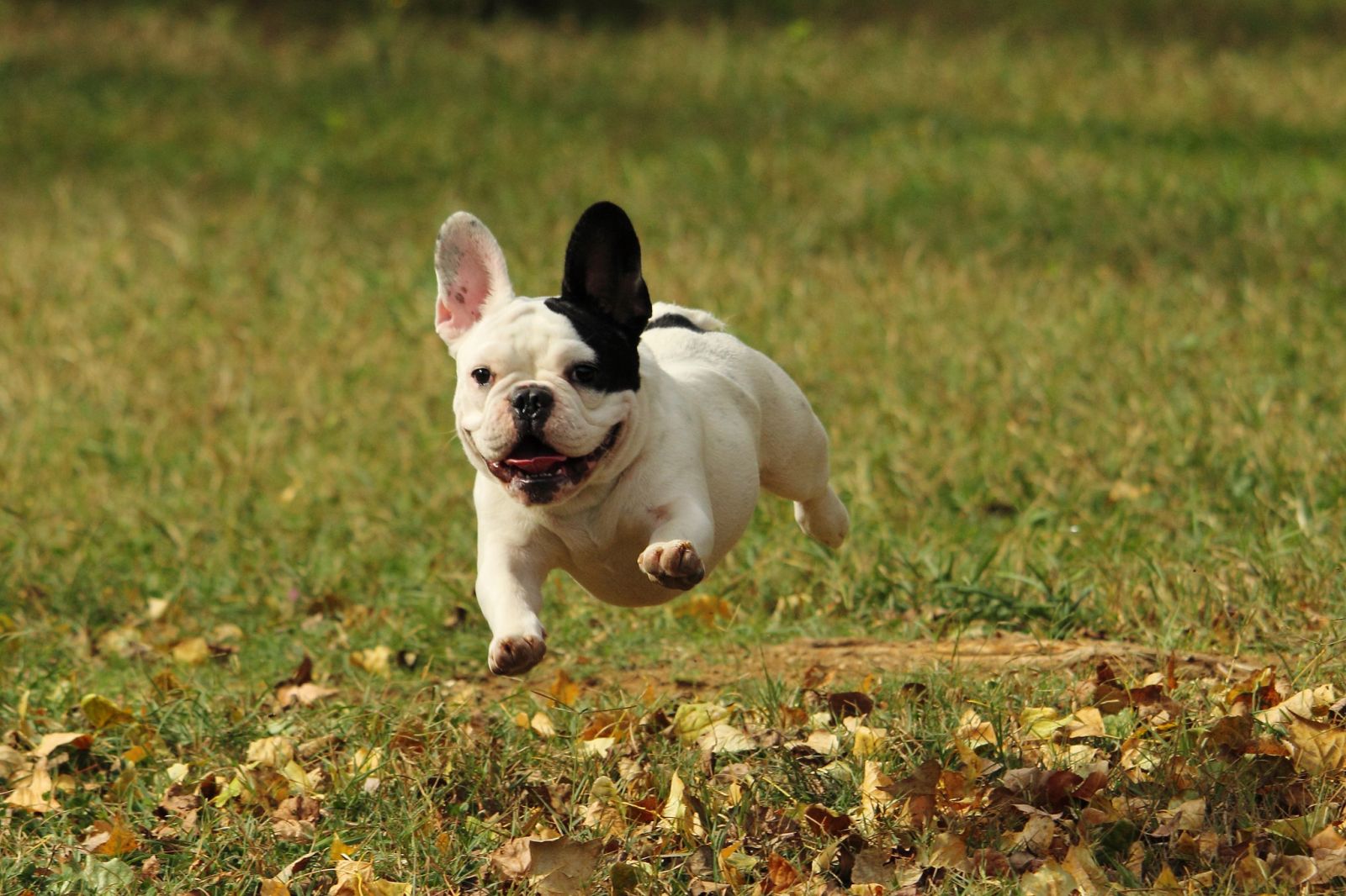 Bulldog francés