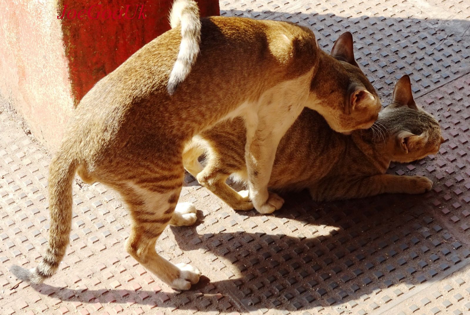 El apareamiento de los gatos