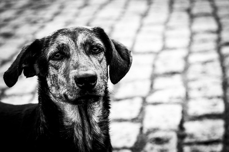 Perro perdido