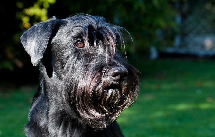 schnauzer mediano negro