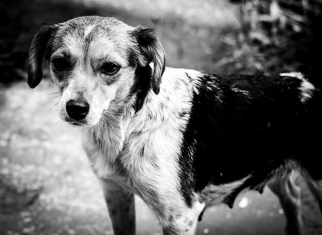 Perro perdido