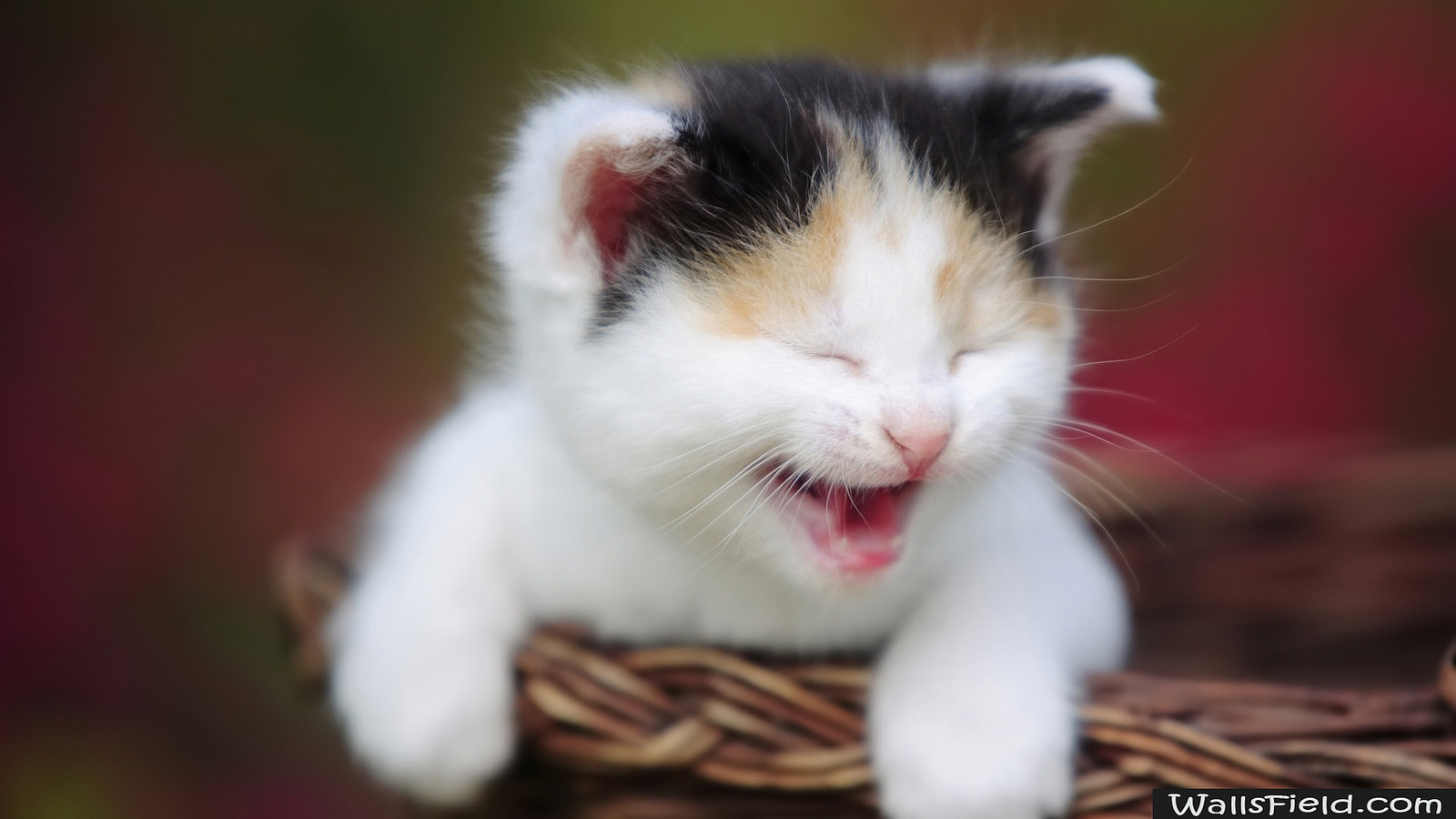 El gatito maúlla constantemente
