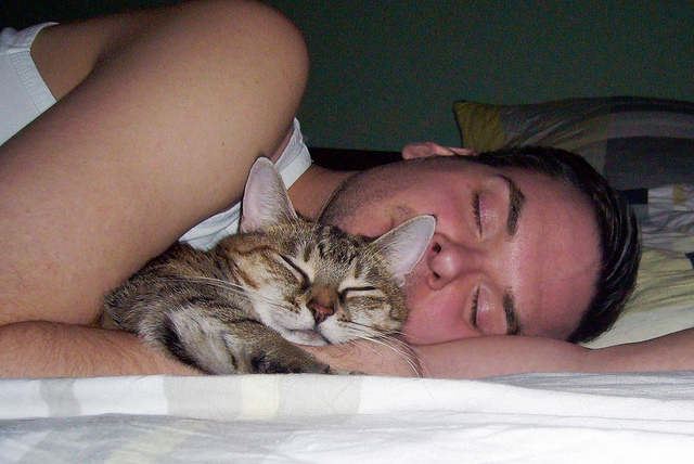 El gato duerme con la persona