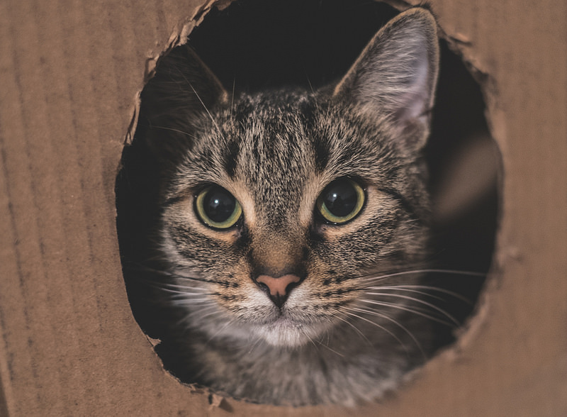 Gato en una caja de cartón