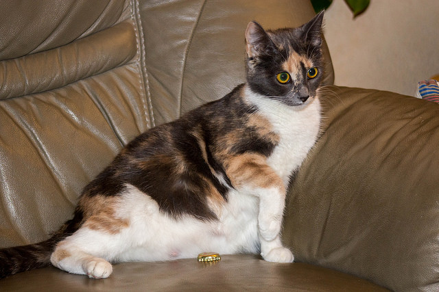 Gata embarazada