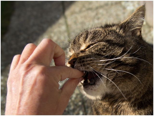 Le dan una pastilla al gato